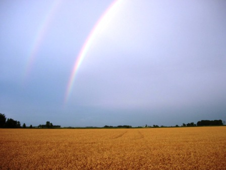 Rainbow over Pearl wheat field.  Taken from my backyard.  July 2005